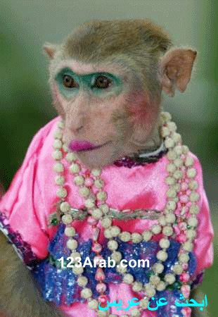 monkey12_2.gif
